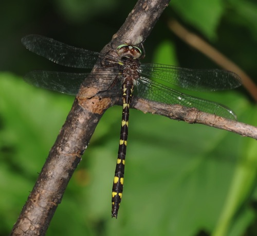 Male
19 May 2010  Chattooga